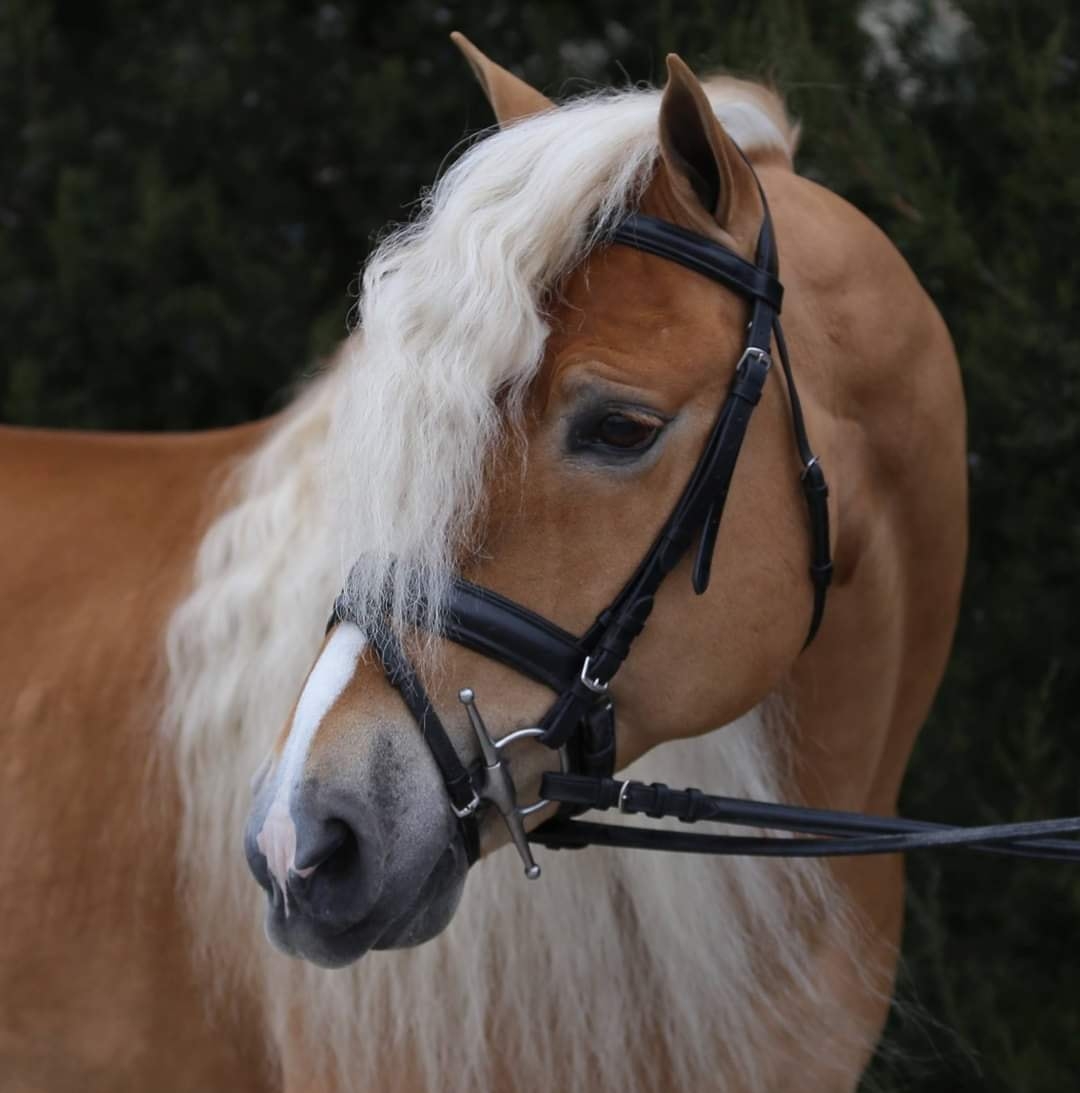 Haflinger  Pony - Stellar TVR